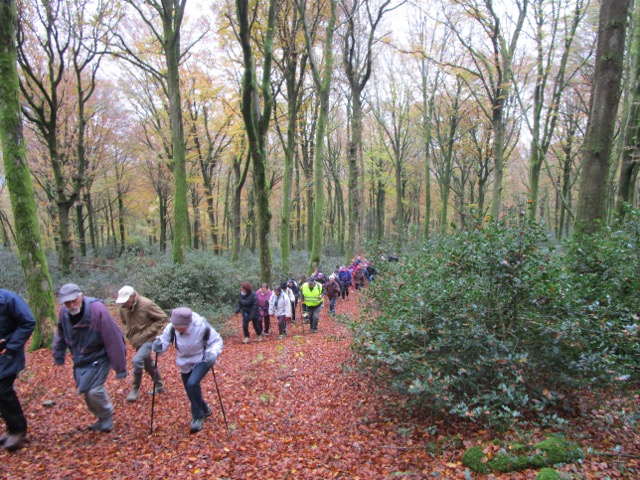 Mt BEUVRAY le 7 Nov 2016 n°15